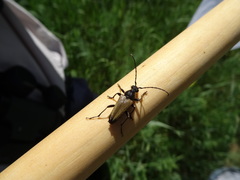 Trigonarthris proxima