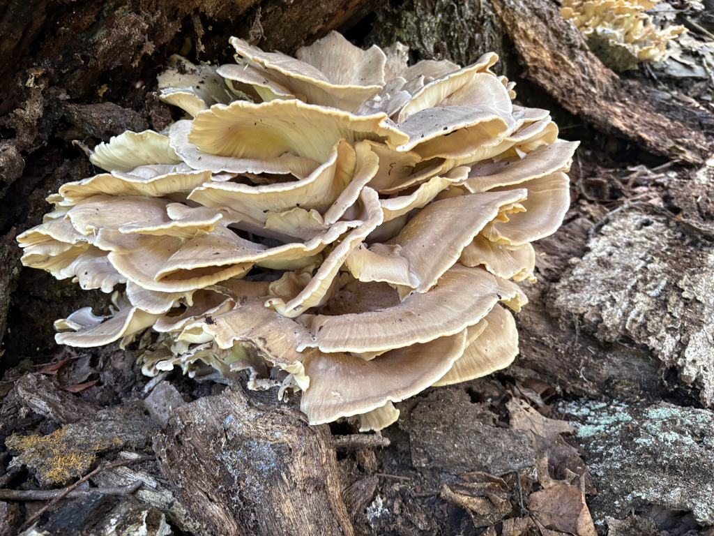 Black-staining Polypore · August 2026 · photo: Photo: (c) Timothy Watkins, some rights reserved (CC BY) · iNaturalist
