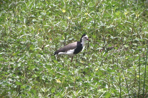 Long-toed Lapwing (Vanellus crassirostris), photo 4