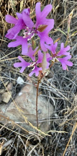Clarkia pulchella, photograph 1