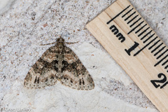 Hammaptera parinotata