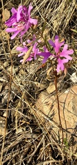author not stated, no rights reserved Clarkia pulchella, photograph author not stated, no rights reserved