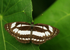 Neptis hylas
