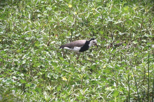 Long-toed Lapwing (Vanellus crassirostris), photo 5