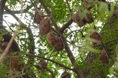 Epomophorus gambianus