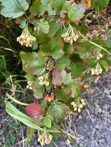 Physocarpus malvaceus, photograph 2