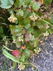 Physocarpus malvaceus, photograph author not stated, no rights reserved