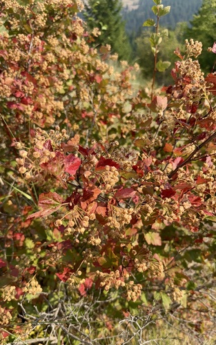 Physocarpus malvaceus, photograph 3