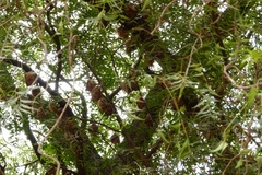 Epomophorus gambianus