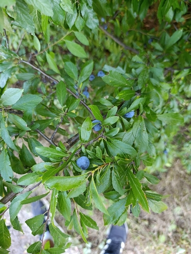 Blackthorn