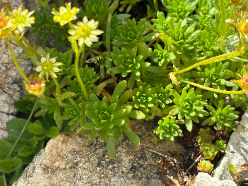 Saxifraga sedoides, photograph 6