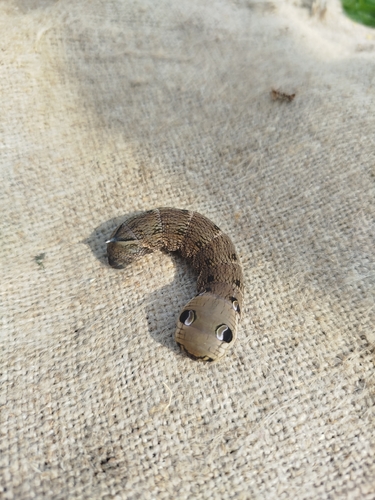 Elephant Hawkmoth