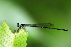 Prodasineura autumnalis