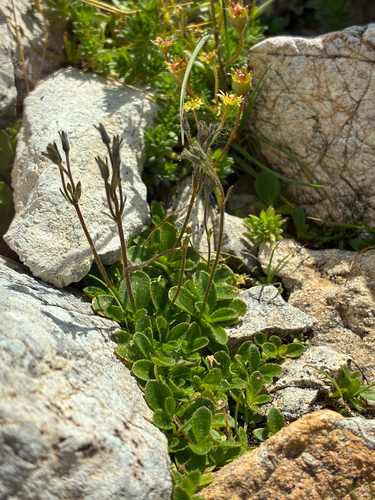 Veronica aphylla