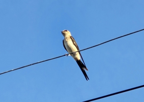 European Red-rumped Swallow