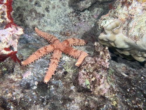 Mithrodia fisheri observed 2026-07-31