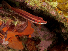 Symphodus doderleini