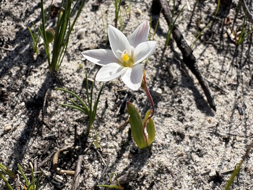 Geissorhiza parva