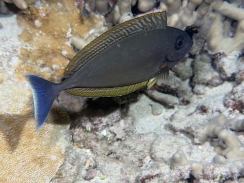 Naso hexacanthus, 2026-07-31