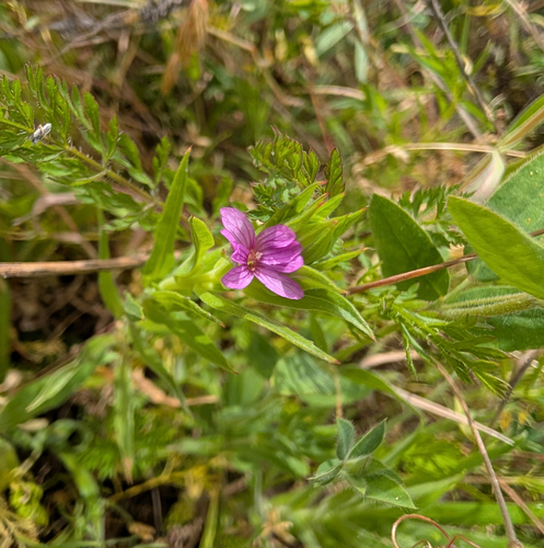 Epilobium densiflorum, photograph 2