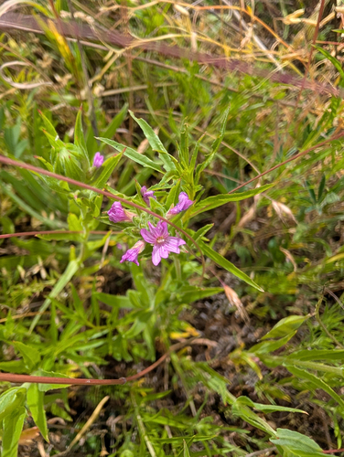 Epilobium densiflorum, photograph 3