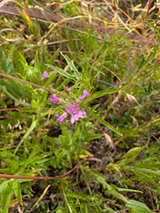 (c) Dominic Gentilcore, some rights reserved (CC BY) Epilobium densiflorum, photograph (c) Dominic Gentilcore, some rights reserved (CC BY)