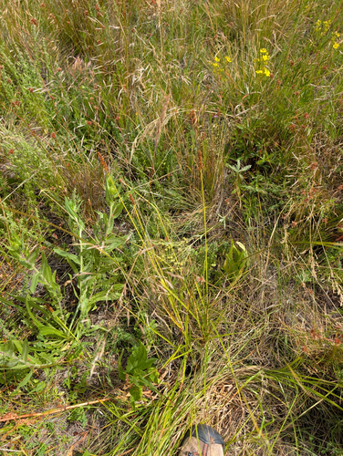 Carex densa, photograph 4