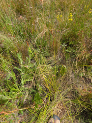 Carex densa, photograph (c) Dominic Gentilcore, some rights reserved (CC BY)
