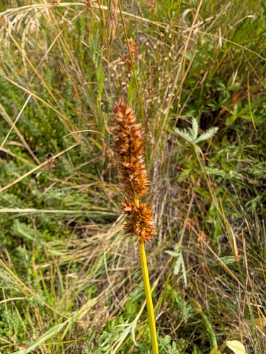 Carex densa, photograph 3