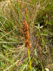 Carex densa, photograph (c) Dominic Gentilcore, some rights reserved (CC BY)