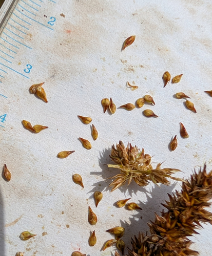 Carex densa, photograph 2