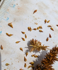 Carex densa, photograph (c) Dominic Gentilcore, some rights reserved (CC BY)