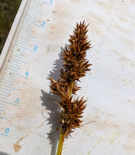 Carex densa