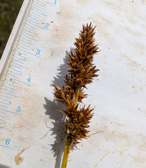 Carex densa