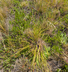 Carex densa, photograph (c) Dominic Gentilcore, some rights reserved (CC BY)