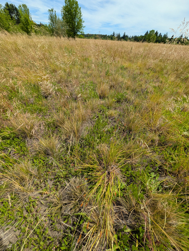 Carex densa, photograph 5