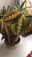 Maranta
