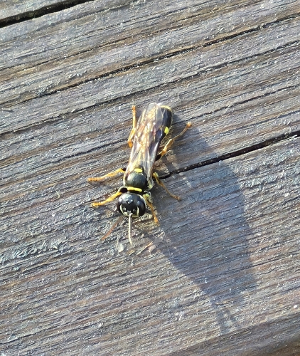 Field digger wasp