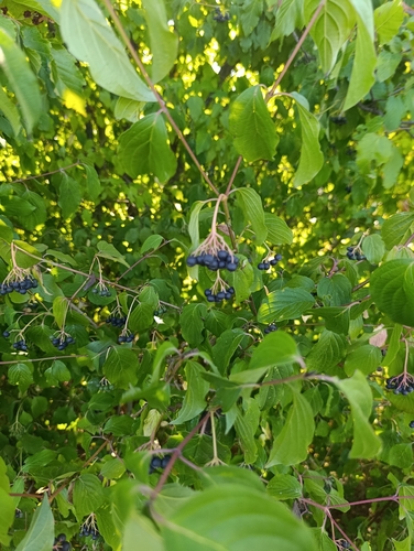 common dogwood