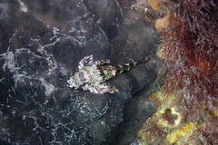Bovichtus angustifrons