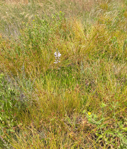 Sidalcea campestris, photograph 4
