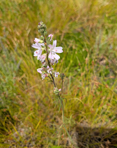 Sidalcea campestris, photograph 1