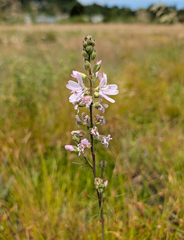 Sidalcea campestris, photograph (c) Dominic Gentilcore, some rights reserved (CC BY)