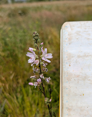 Sidalcea campestris, photograph (c) Dominic Gentilcore, some rights reserved (CC BY)