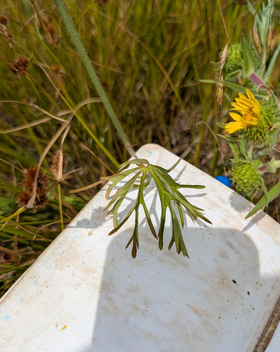 Sidalcea campestris, photograph 5