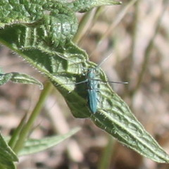 Phytoecia caerulescens