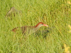 Lewinia striata taiwana