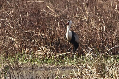 iNaturalist image