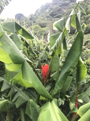 Musa coccinea