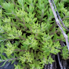 Sedum sarmentosum